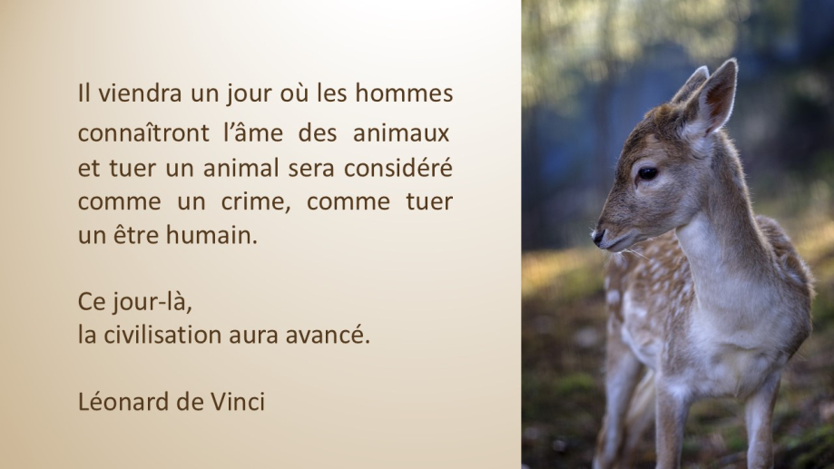 Vinci 2