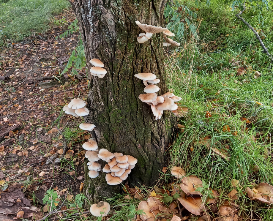 Bois humide et champignons