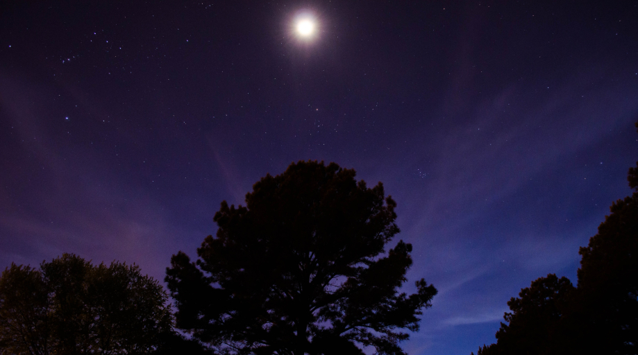 Forest at night