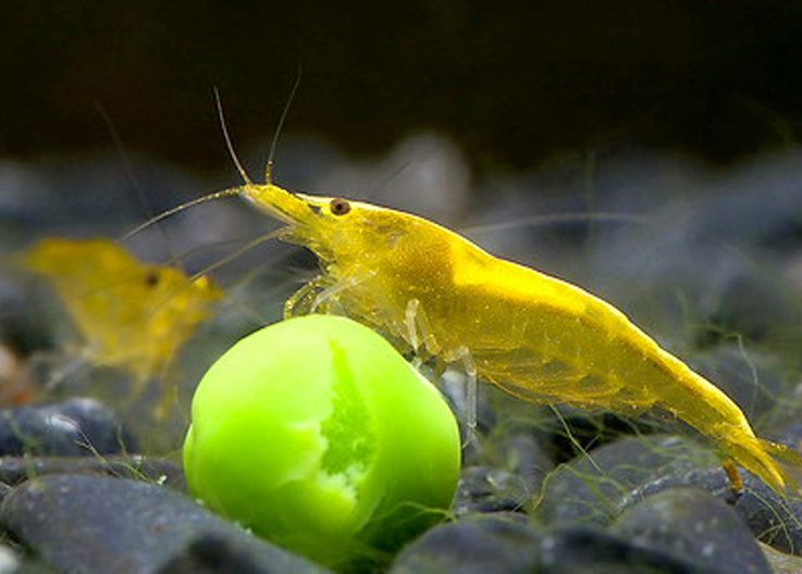 Yellow femelle A
