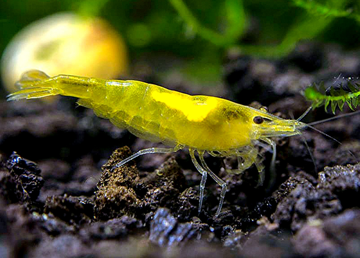 Yellow femelle B
