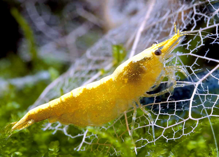 Yellow femelle C
