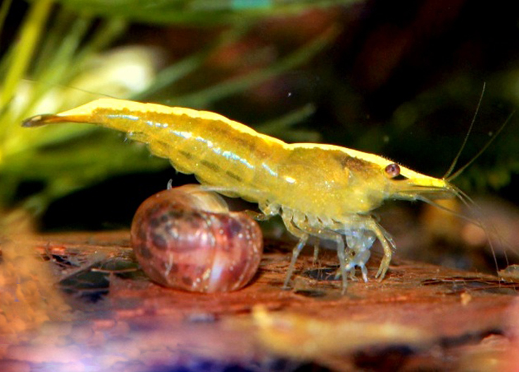 Yellow femelle D