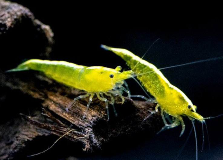 Yellow femelle Mut B