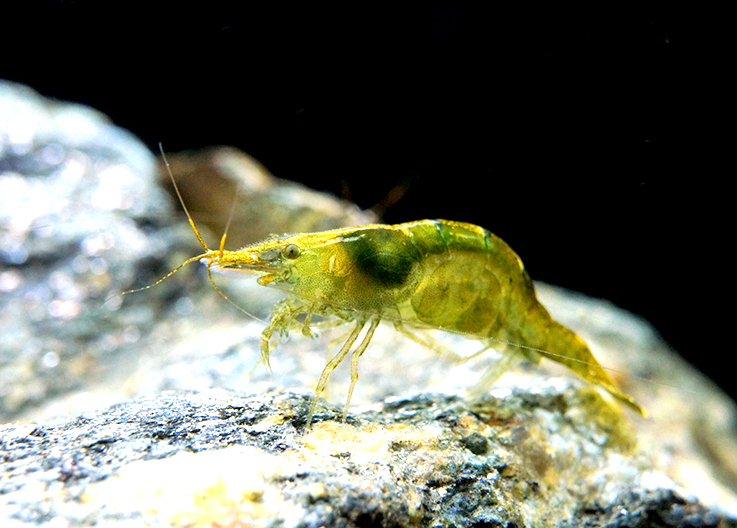 yellow femelle Mut D