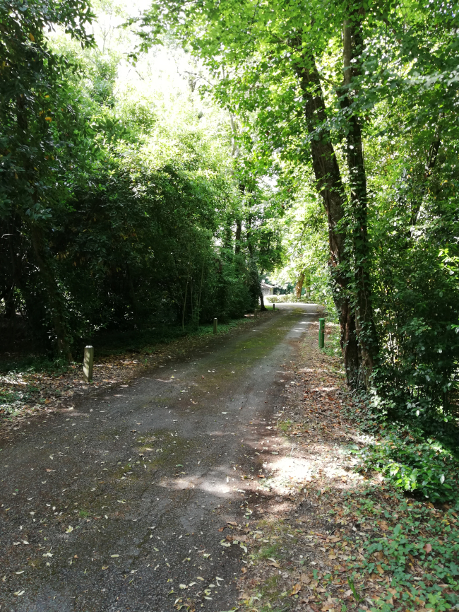 Balade dans le bois Dinot