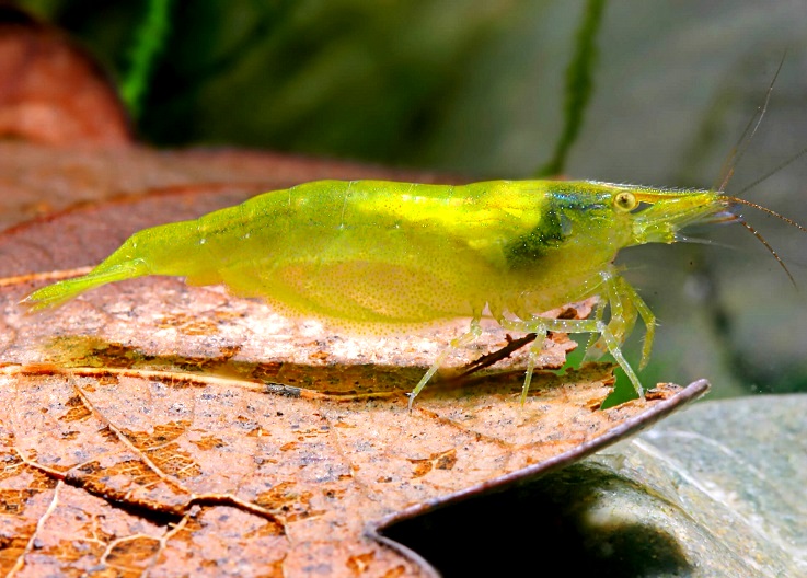 BALBAUTI GREEN A