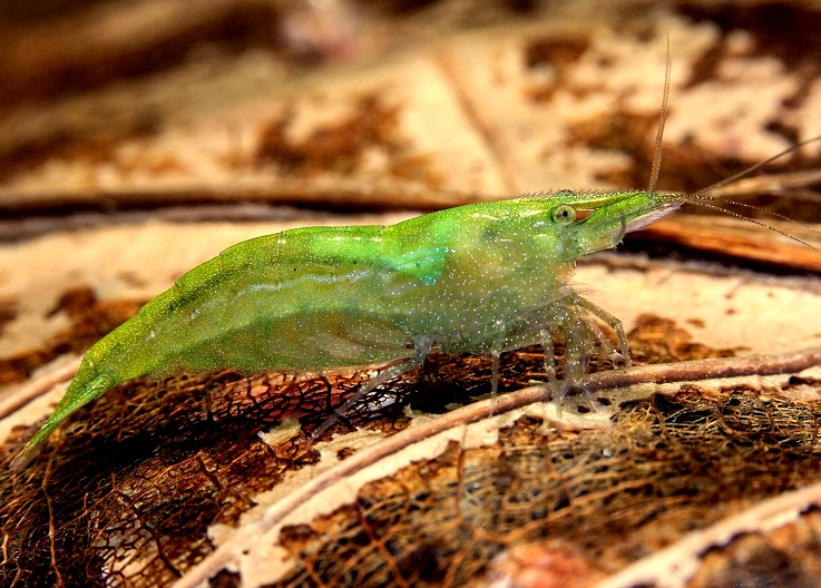 BALBAUTI GREEN B