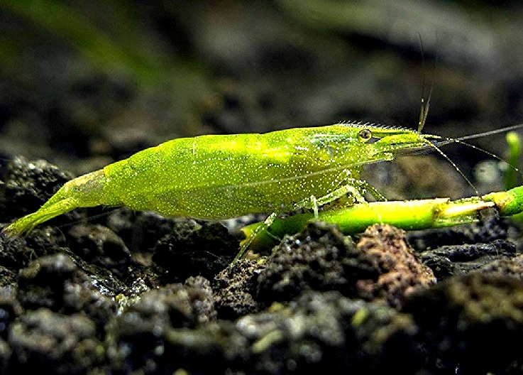 BALBAUTI GREEN D