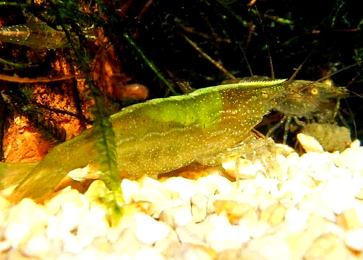 BALBAUTI GREEN E