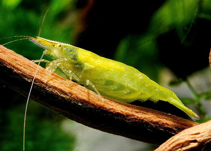 BALBAUTI GREEN F