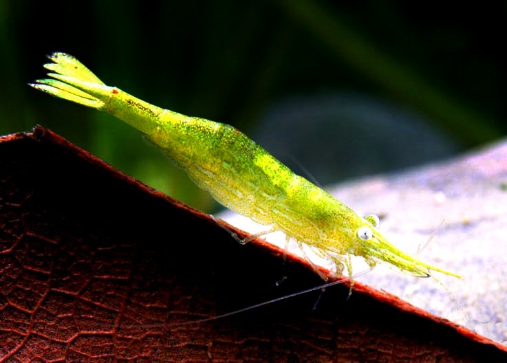 BALBAUTI GREEN G