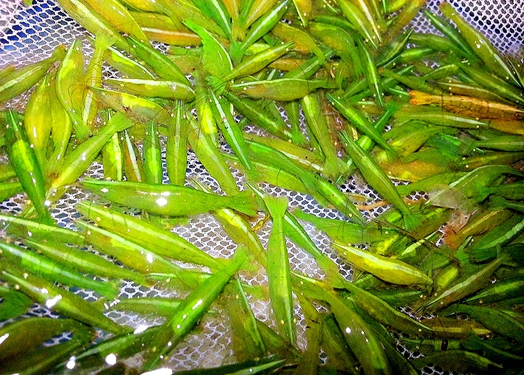 BALBAUTI GREEN H