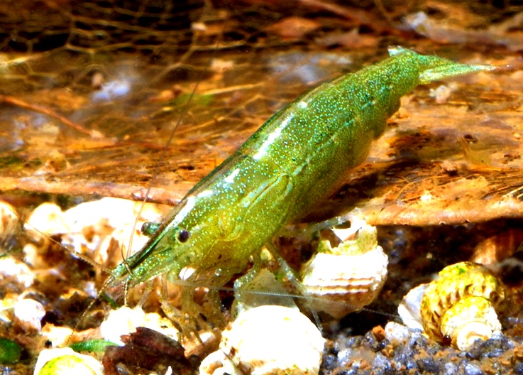 BALBAUTI GREEN I