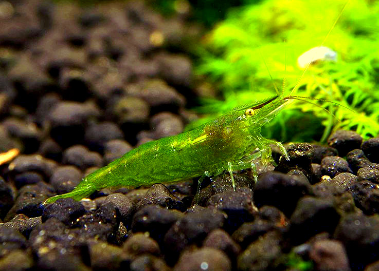 BALBAUTI GREEN L