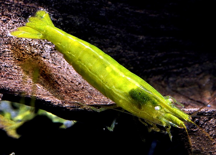 BALBAUTI GREEN M