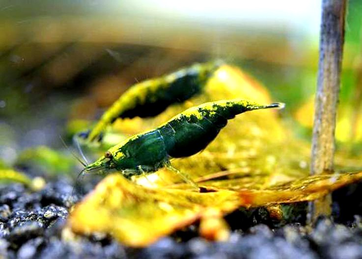 GREEN GOLDENBACH I