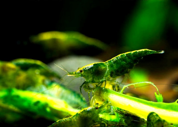 GREEN GOLDENBACH J