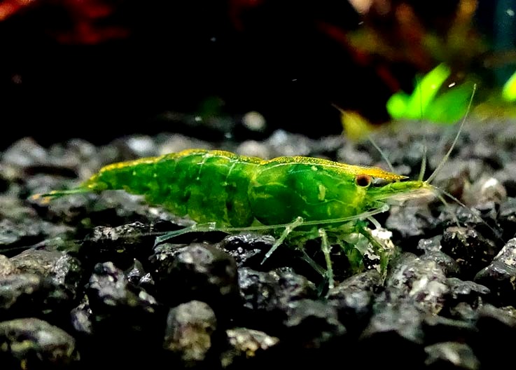 GREEN GOLDENBACH N