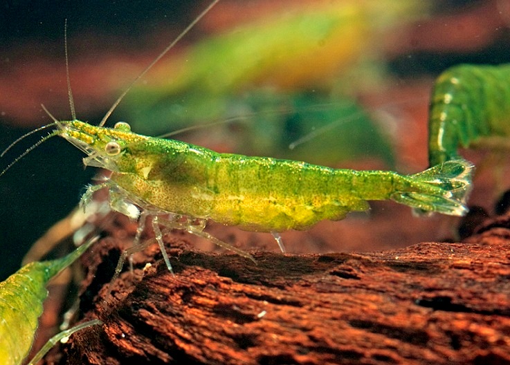 GREEN JADE MOY B