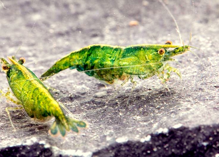 GREEN JADE MOY C