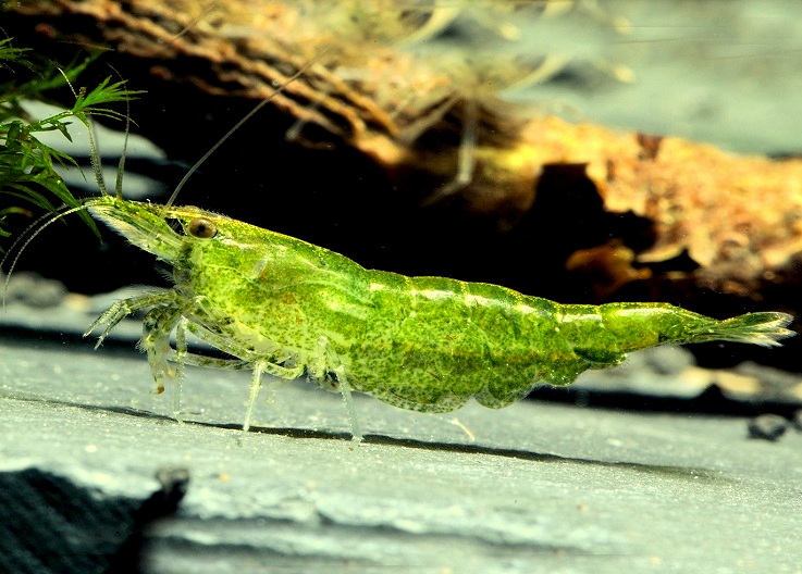 GREEN JADE MOY D