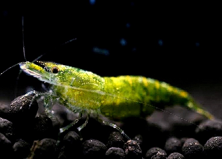GREEN JADE MOY E