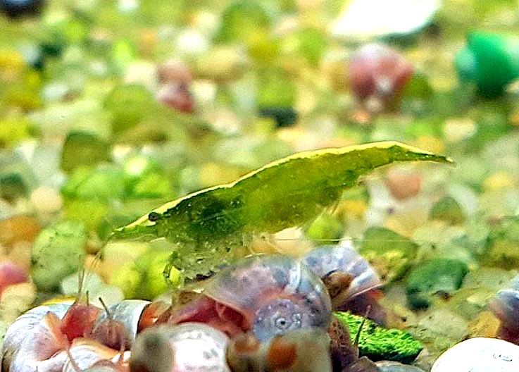 GREEN JADE MOY H