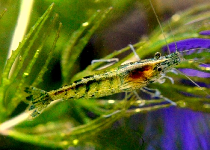 GREEN JADE MOY I