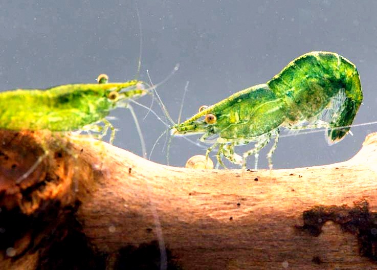 GREEN JADE MOY J
