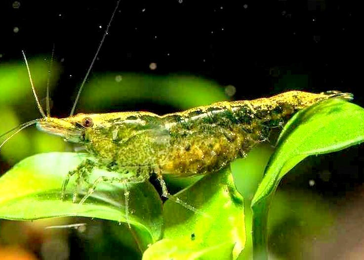 GREEN JADE MOY K