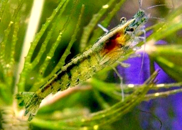 GREEN JADE MOY L