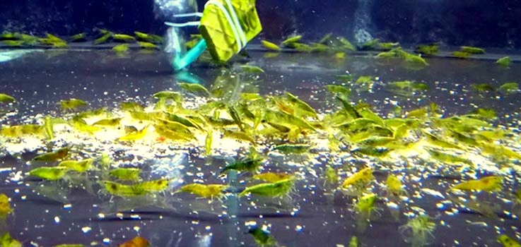 GREEN JADE MOY M