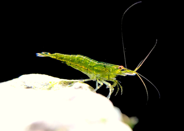GREEN JADE MOY N