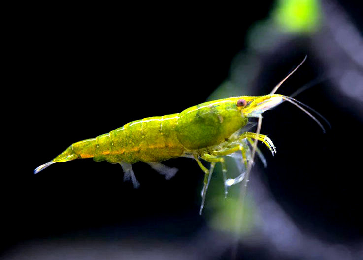 GREEN JADE MOY O
