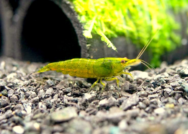GREEN JADE MOY P