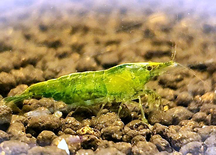 GREEN JADE MOY Q