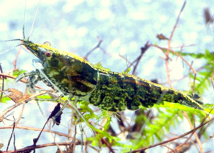 GREEN JADE MOY R