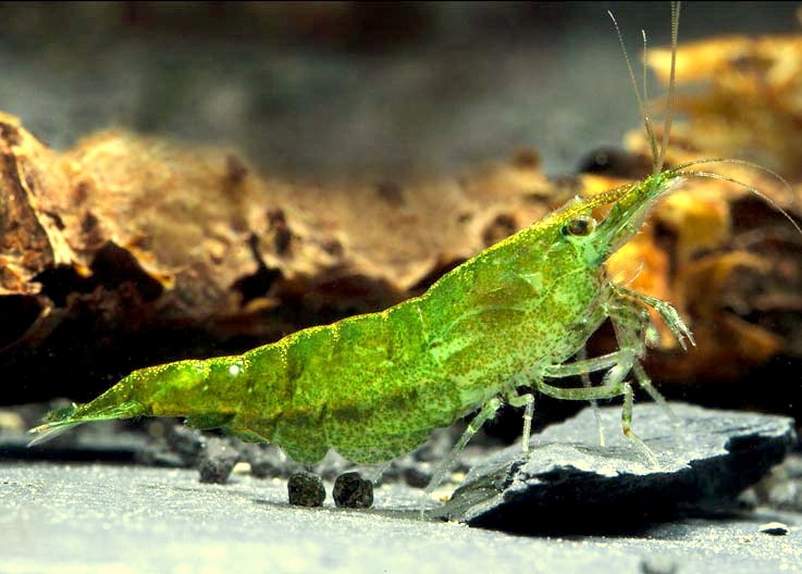 GREEN JADE MOY S