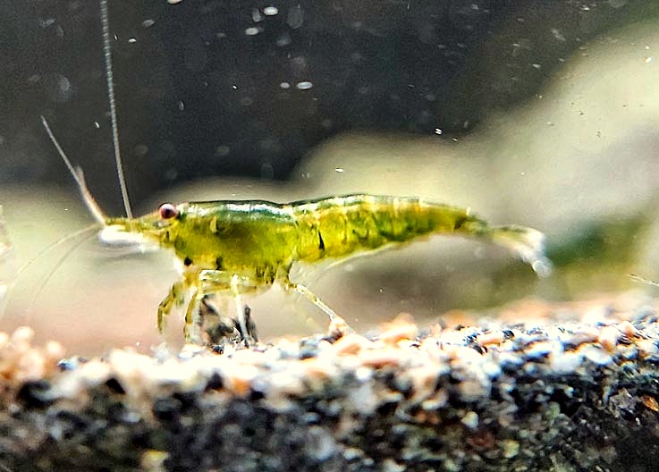 GREEN JADE MOY T