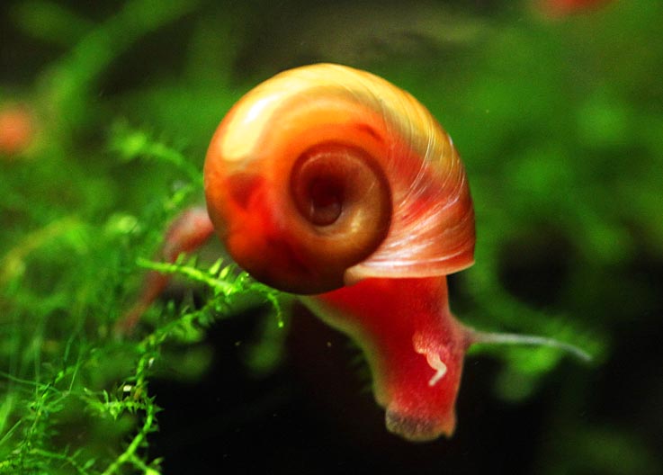 Planorbe corail C