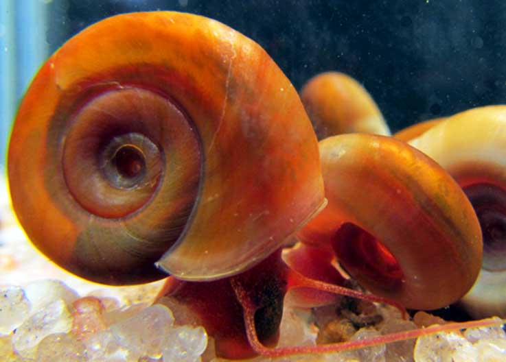 Planorbe corail D