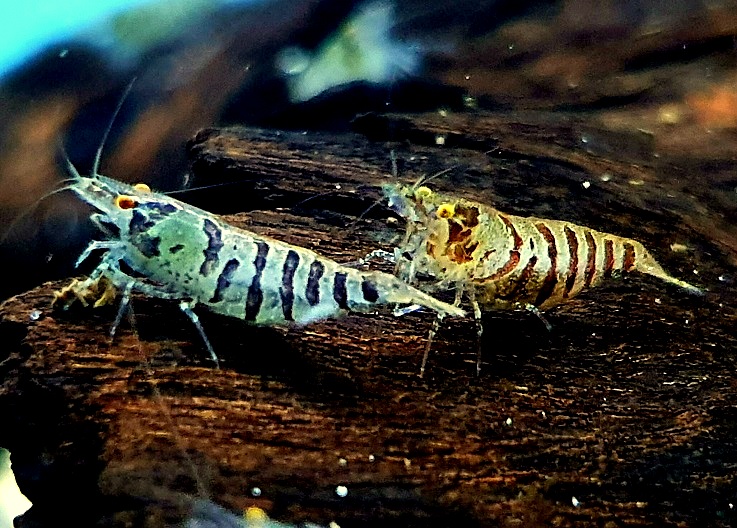 SELECT STRIPES C