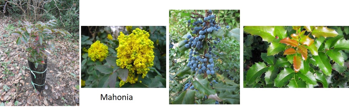 mahonia_ramier