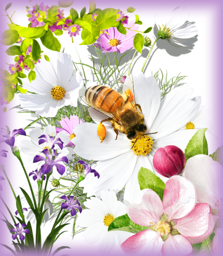 abeille au printemps