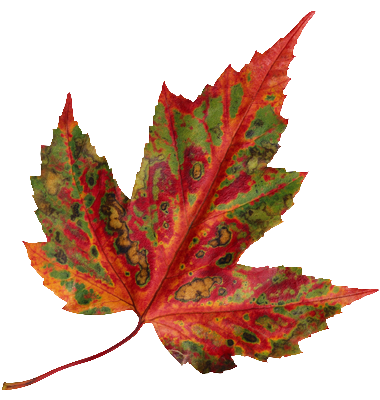 feuille d\\\'automne