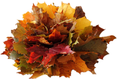 feuilles d\\\'automne 5