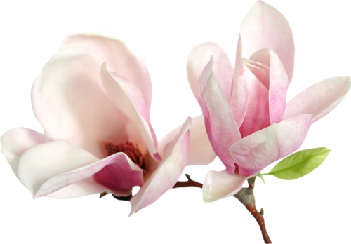 fleurs de magniolia