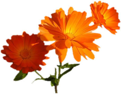 fleurs orange