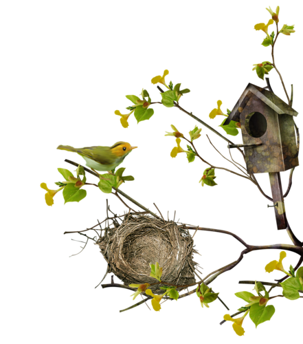 oiseau et nid